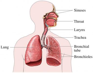 Respiratory Pathway