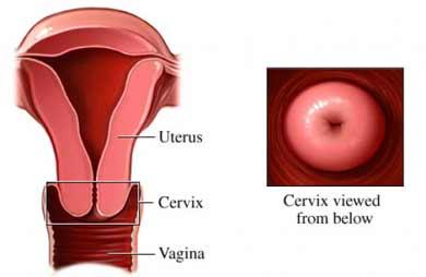 Cervix