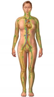 Chemotherapy Through Cardiovascular System