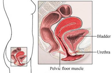Muscles Involved in Incontinence in Women