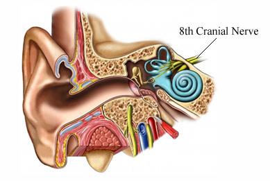 The Cochlea