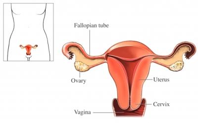 Female Reproductive Organs