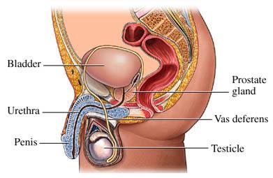 Male Genitourinary System