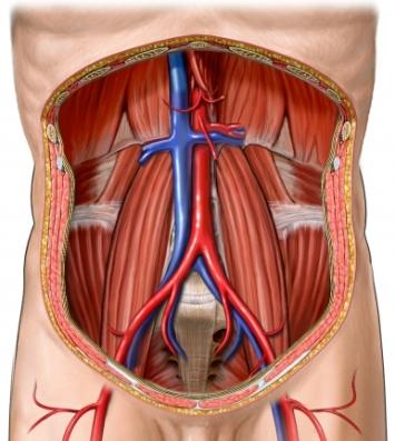 Major Abdominal Arteries and Veins