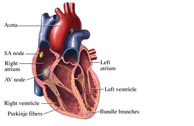 Heartbeat: Anatomy of the Heart