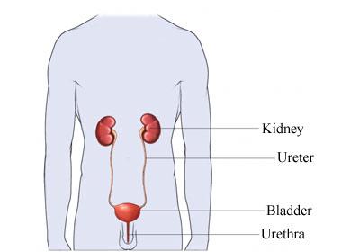 The Male Urinary System