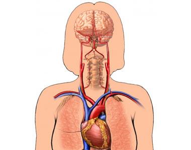 Blood Flow to the Brain