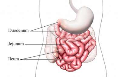 Small Intestine