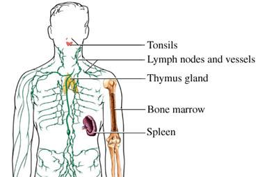 Immune System