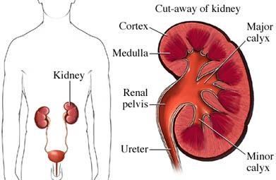 Anatomy of the Kidney