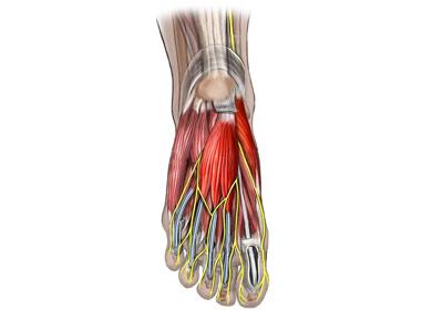 Nerves of the Foot