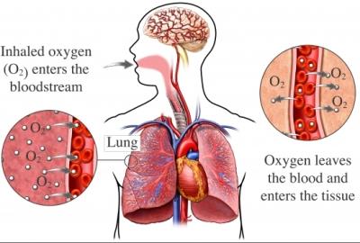 Lung Respiration