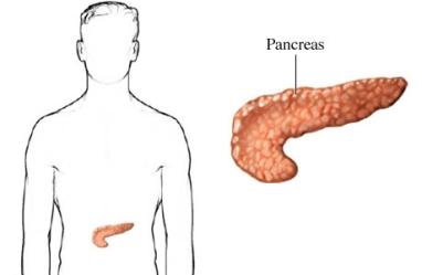 The Pancreas