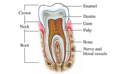 Tooth