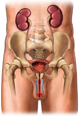 Male Genital and Urinary Systems