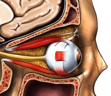 Optic Nerve and Muscles