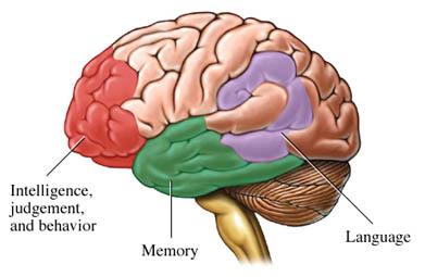 Areas of the Brain Affected by Alzheimer's Disease