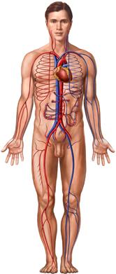 The Cardiovascular System