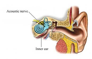 The Acoustic Nerve