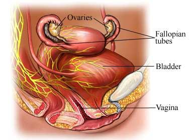 The Female Reproductive System