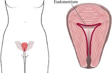 The Endometrium