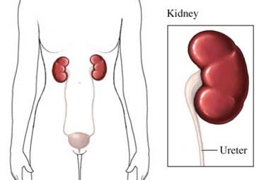 Kidneys