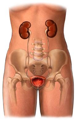 The Female Urinary System