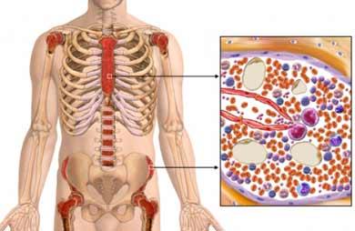 Location of Active Bone Marrow in an Adult